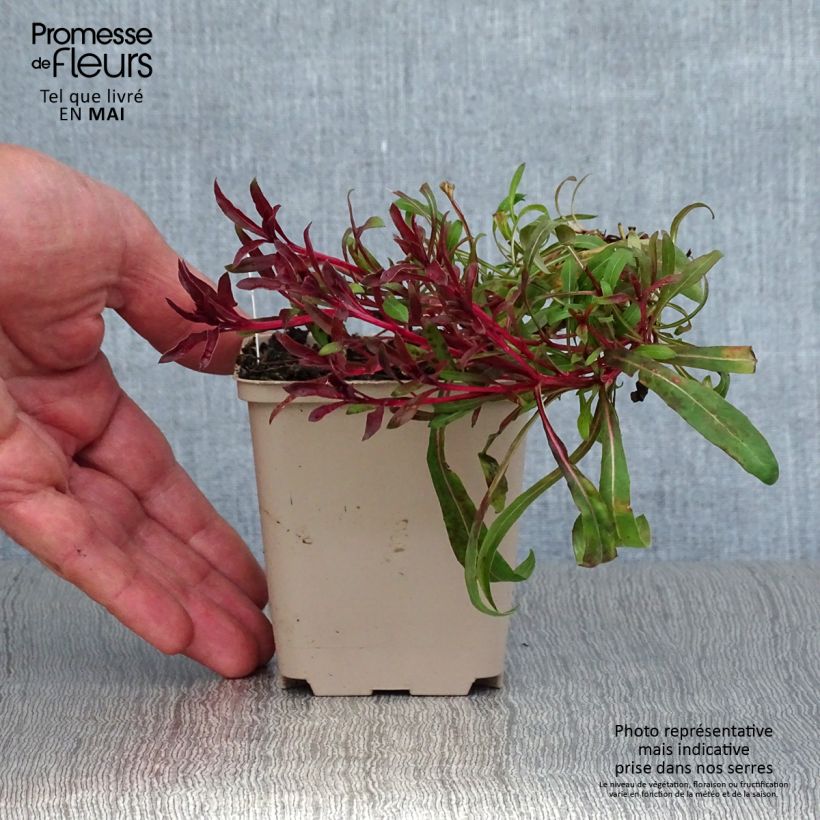 Spécimen de Gaura lindheimeri Passionate Blush - godet de 8/9cm tel que livré au printemps