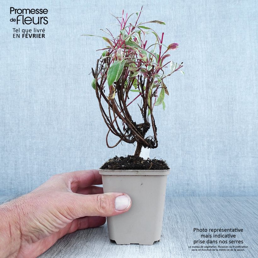 Spécimen de Gaura lindheimeri Passionate Rainbow Godet de 8/9 cm tel que livré en automne