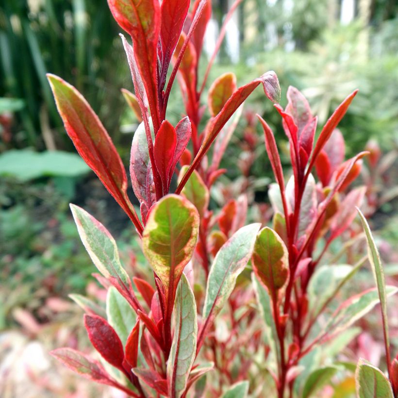 Gaura lindheimeri Passionate Rainbow (Feuillage)