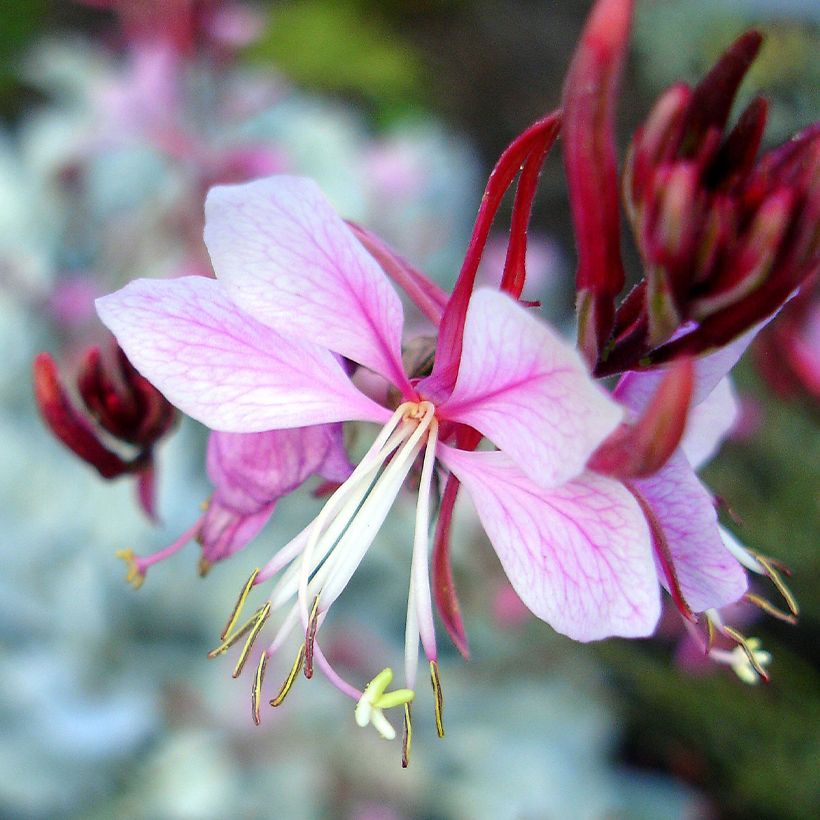 Gaura lindheimeri Passionate Rainbow (Floraison)