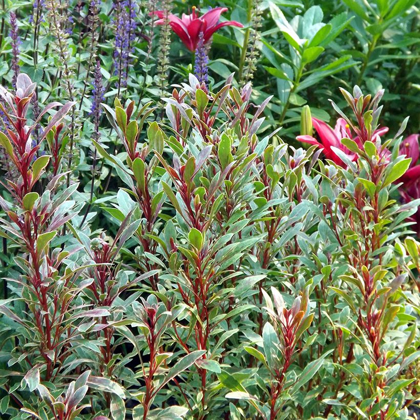 Gaura lindheimeri Passionate Rainbow (Port)