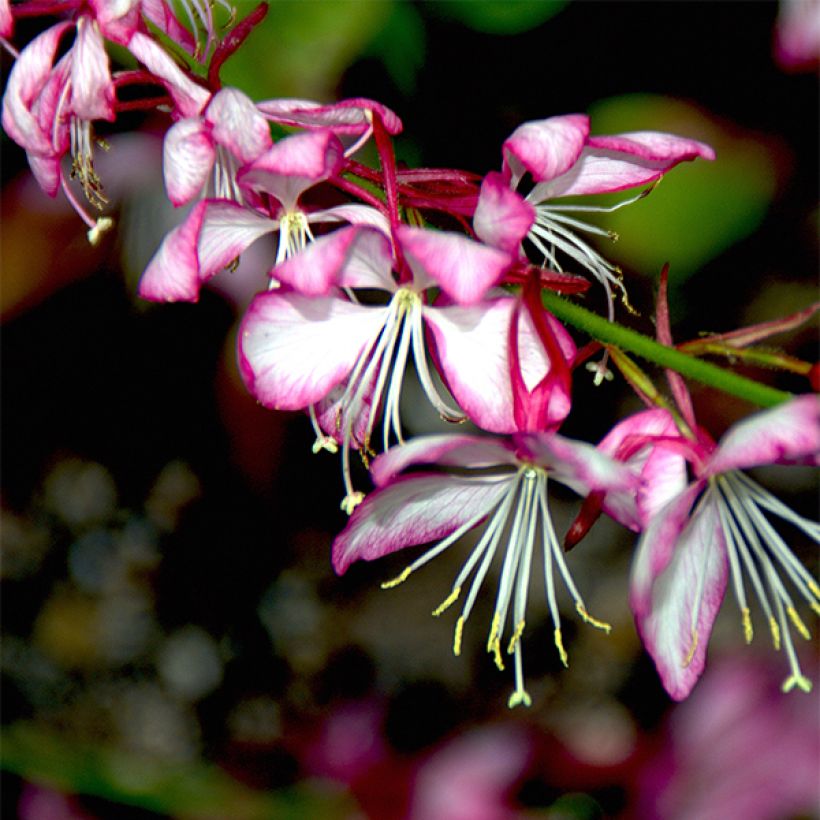 Gaura lindheimeri Rosy Jane (Floraison)