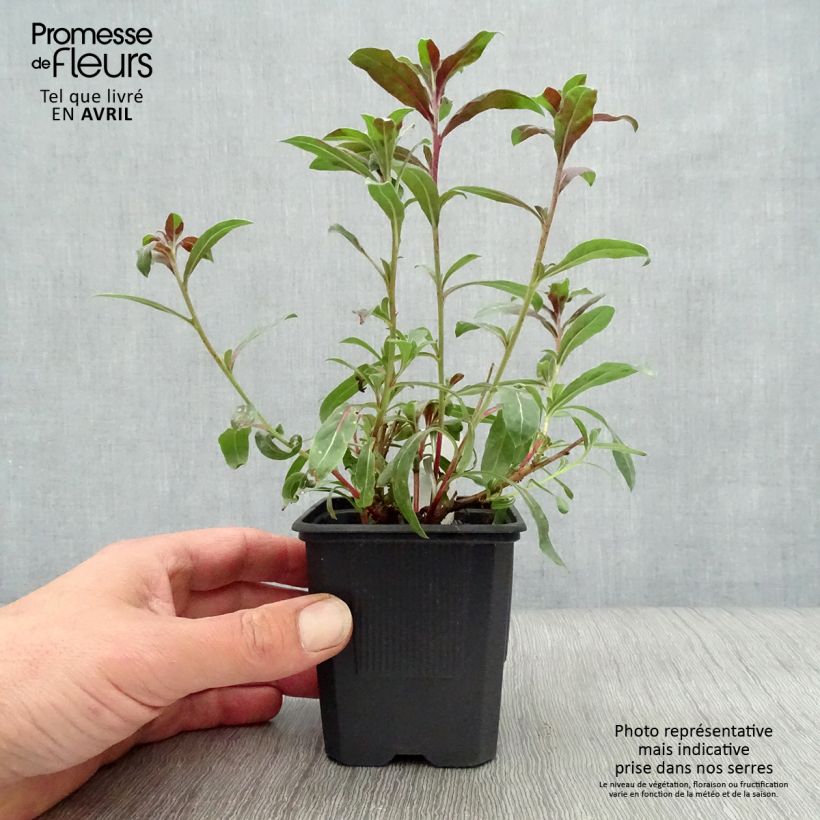 Spécimen de Gaura lindheimeri Rosy Jane en godet de 8/9cm tel que livré au printemps
