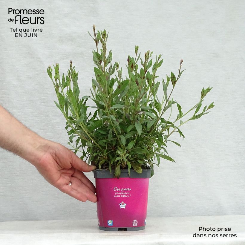 Spécimen de Gaura lindheimeri Rosy Jane Pot de 2L/3L tel que livré en été