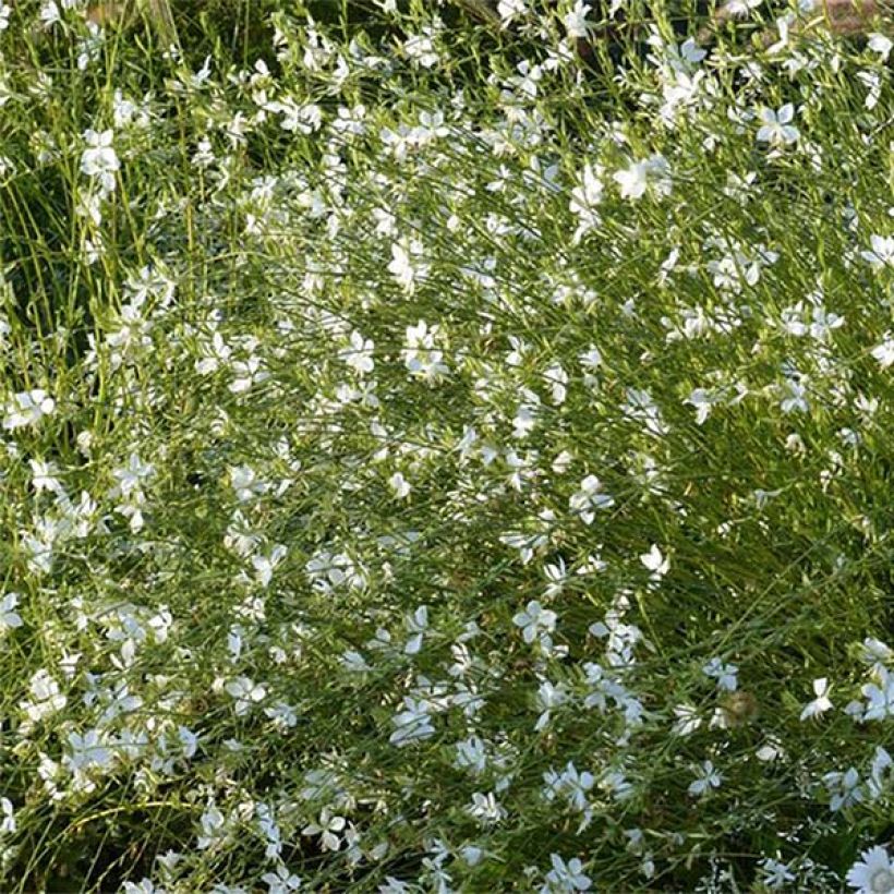 Gaura lindheimeri Snowbird (Floraison)