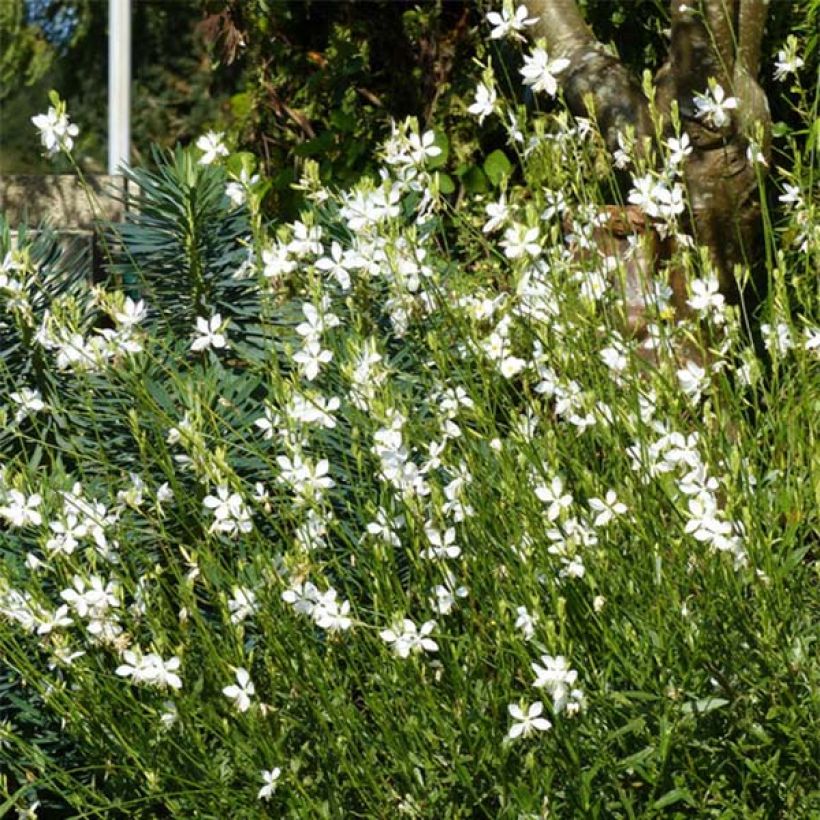 Gaura lindheimeri Snowbird (Port)