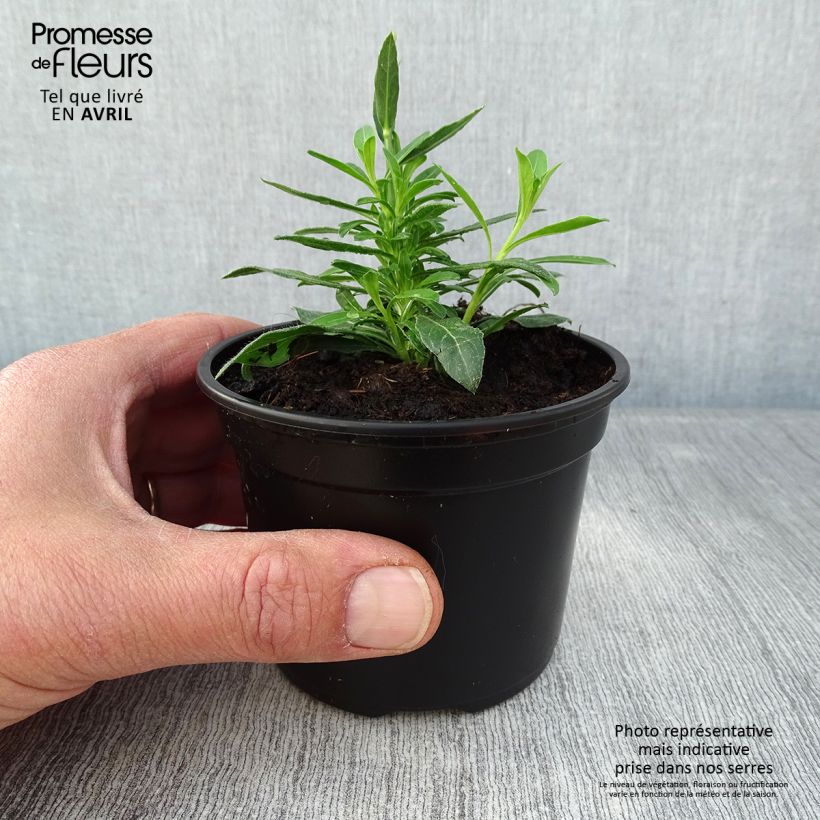 Spécimen de Gaura lindheimeri Snowbird - godet de 8/9cm tel que livré au printemps