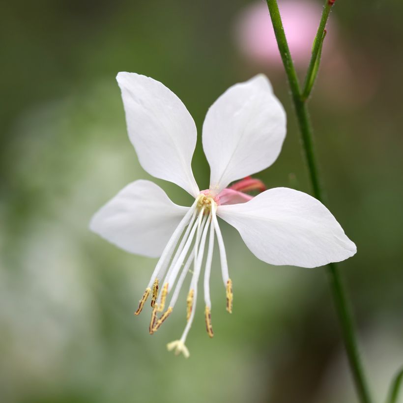 Gaura lindheimeri Steffi White (Floraison)