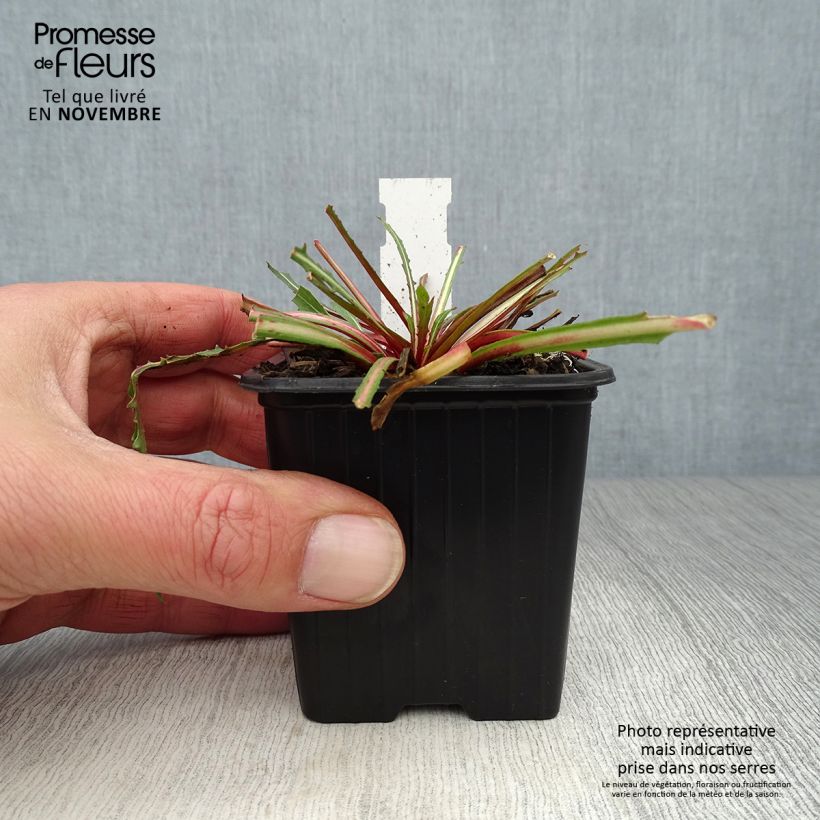 Spécimen de Gaura lindheimeri Summer Breeze - Gaura de Lindheimer Godet de 8/9 cm tel que livré en automne
