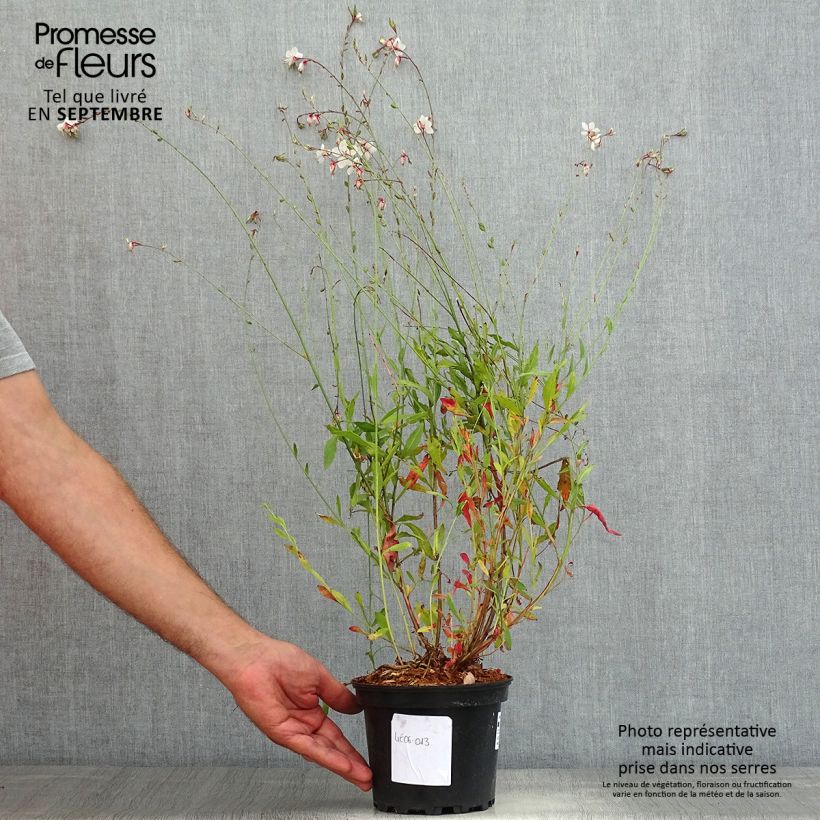 Spécimen de Gaura lindheimeri Summer Breeze - Gaura de Lindheimer - Pot de 2L/3L tel que livré en été
