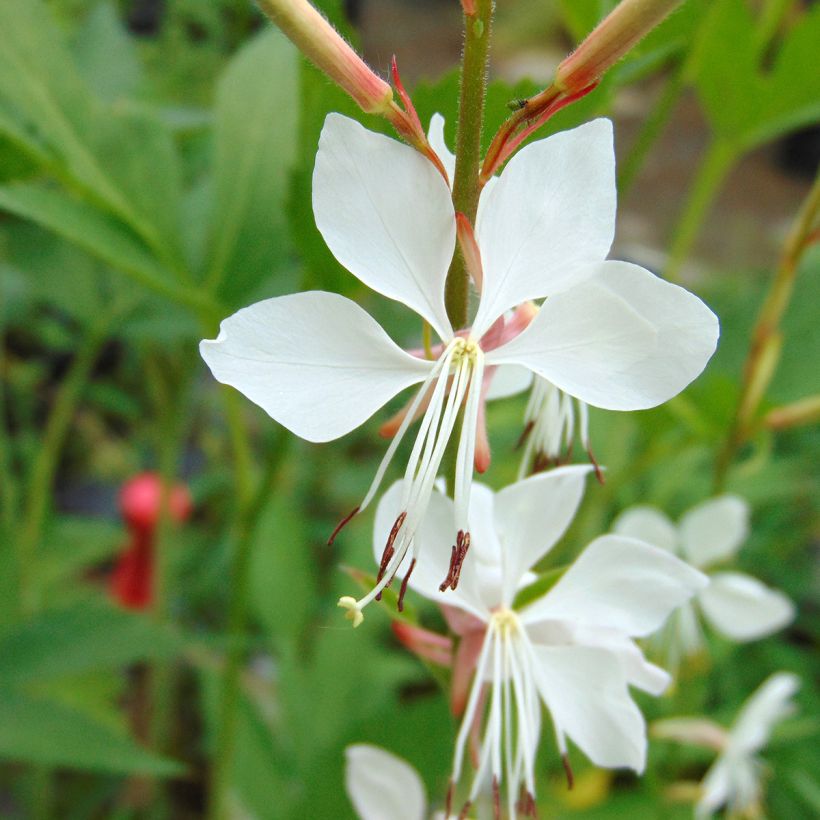 Gaura lindheimeri Whirling Butterflies (Floraison)