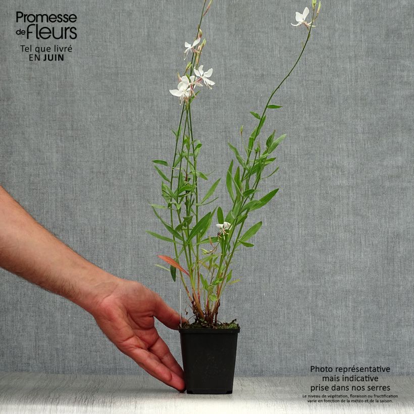Spécimen de Gaura lindheimeri Whirling Butterflies Godet de 8/9 cm tel que livré en été
