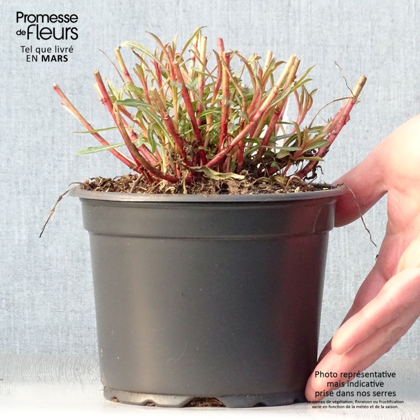 Spécimen de Gaura lindheimeri Whirling Butterflies Pot de 2L/3L tel que livré au printemps