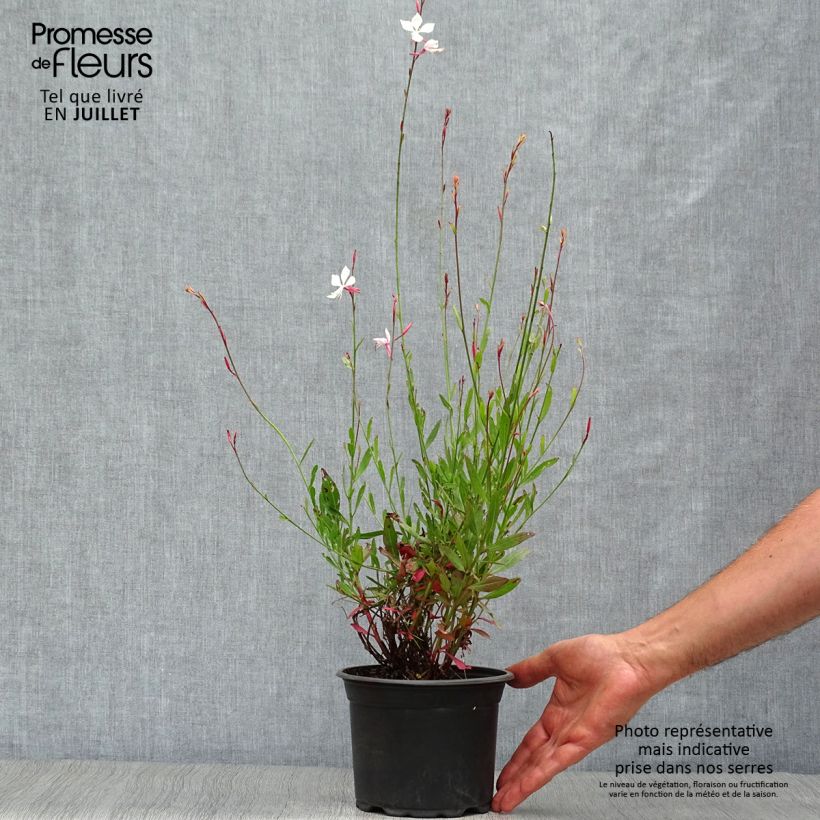 Spécimen de Gaura lindheimeri blanche Snowstorm Pot de 2L/3L tel que livré en été