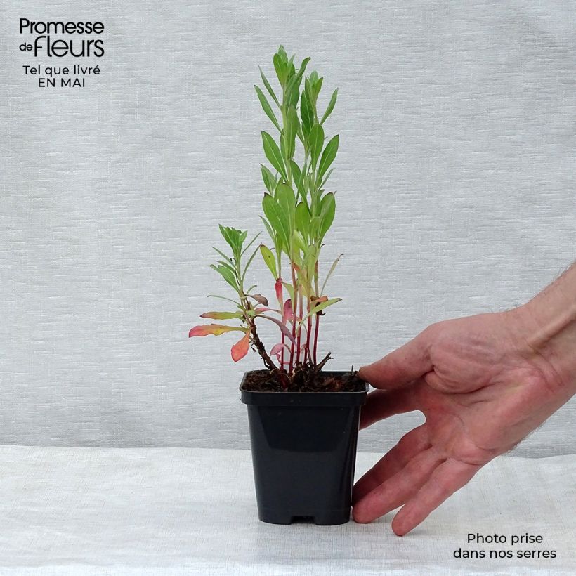 Spécimen de Gaura lindheimeri blanche Snowstorm en godet de 9 cm tel que livré au printemps