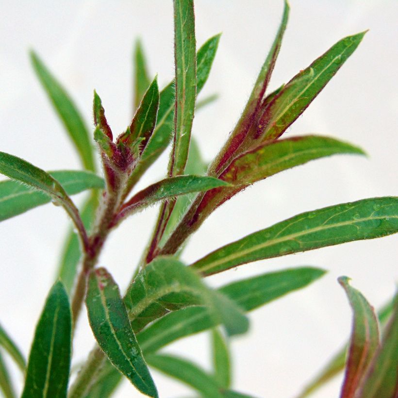 Gaura lindheimeri rose Siskiyou pink (Feuillage)