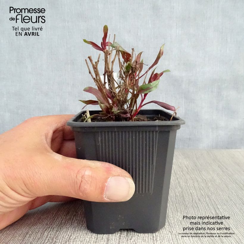 Spécimen de Gaura lindheimeri rose Siskiyou pink en godet de 9 cm tel que livré au printemps