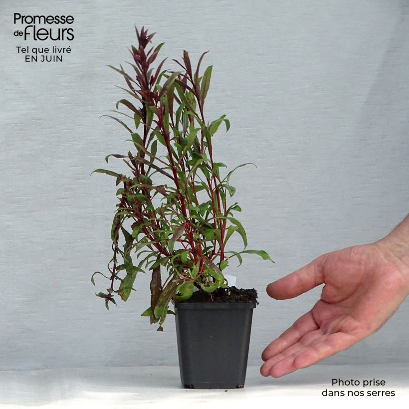 Spécimen de Gaura lindheimeri rose Siskiyou pink Godet de 8/9 cm tel que livré en été