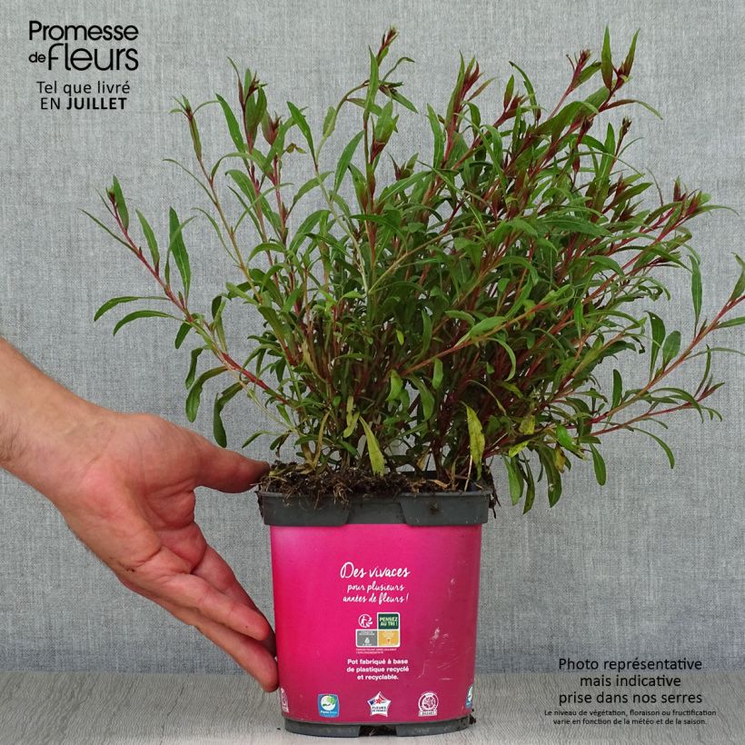 Spécimen de Gaura lindheimeri rose Siskiyou pink Pot de 2L/3L tel que livré en été