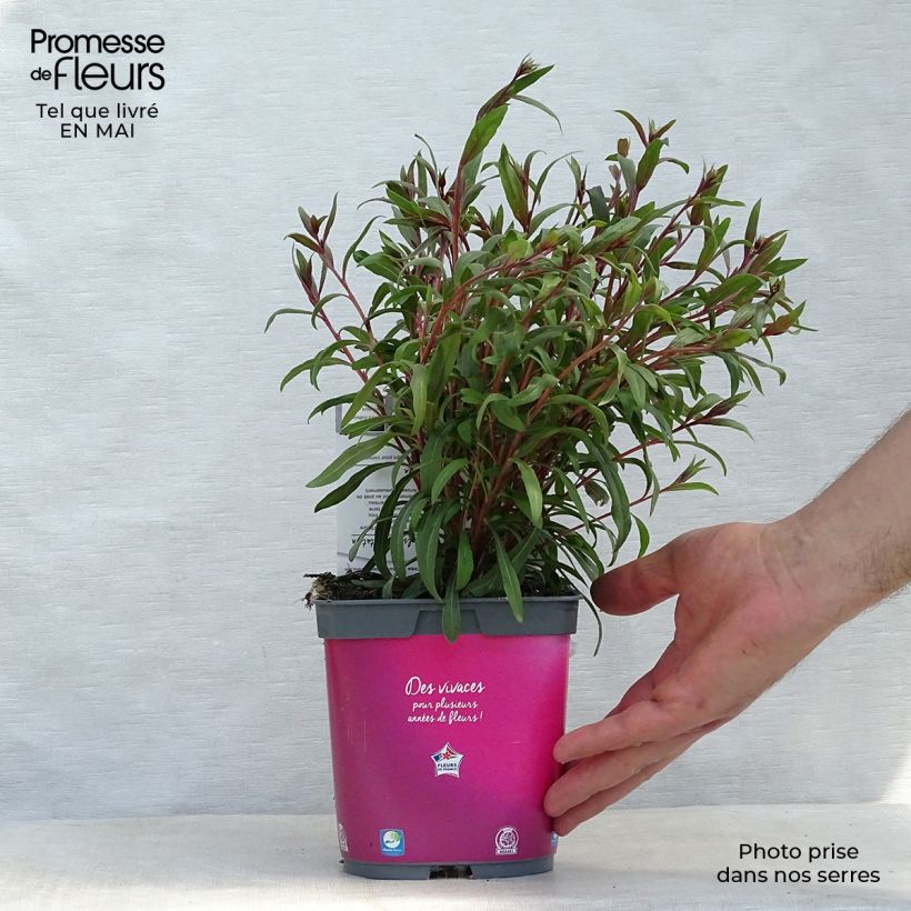 Spécimen de Gaura lindheimeri rose Siskiyou pink en pot de 2 litres tel que livré au printemps