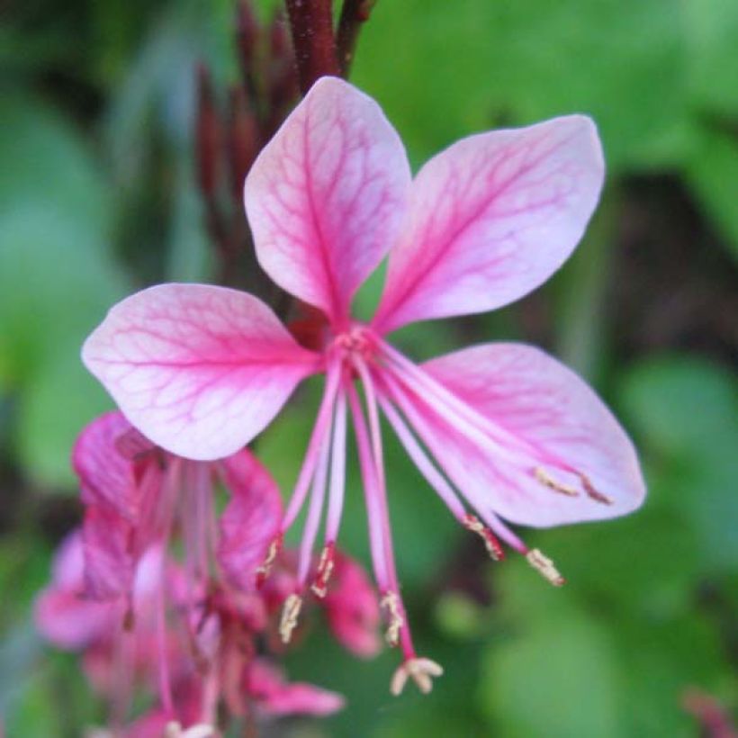 Gaura lindheimeri rose Siskiyou pink (Floraison)