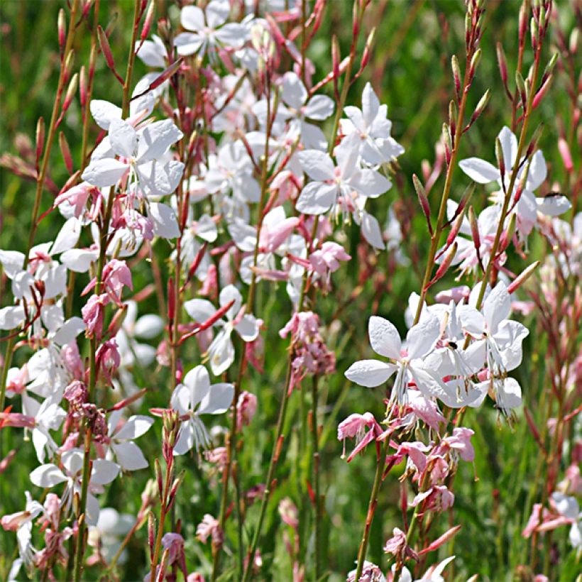 Gaura lindheimeri Elegance - Gaura de Lindheimer rose nacré (Floraison)