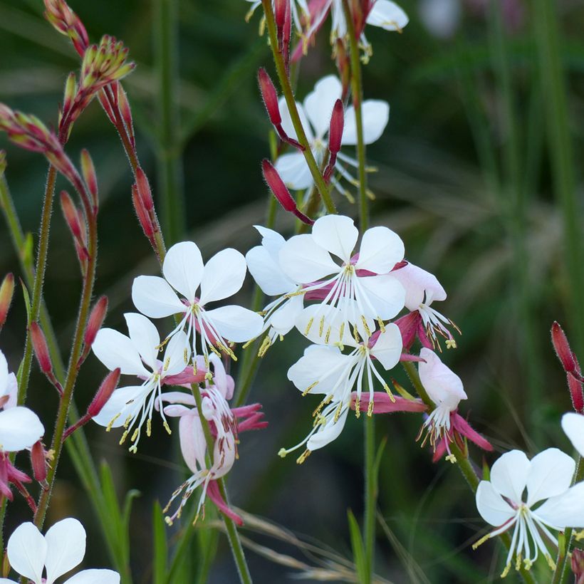 Graines de Gaura lindheimerii The Bride (Floraison)