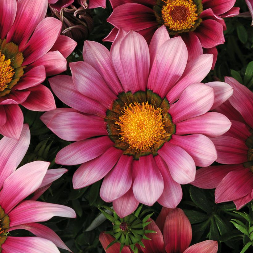 Gazania New Day Pink Shades (Floraison)