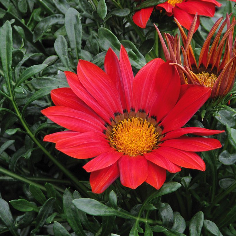 Gazania New Day Red Shades (Floraison)