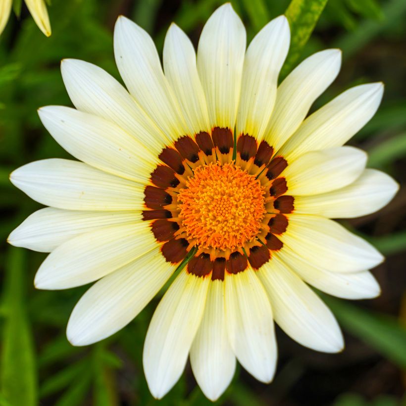 Gazania New Day White (Floraison)