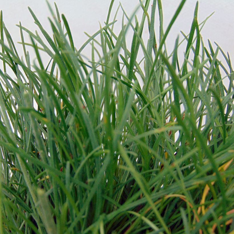 Gazon d'Espagne - Armeria maritima Düsseldorfer Stolz (Feuillage)