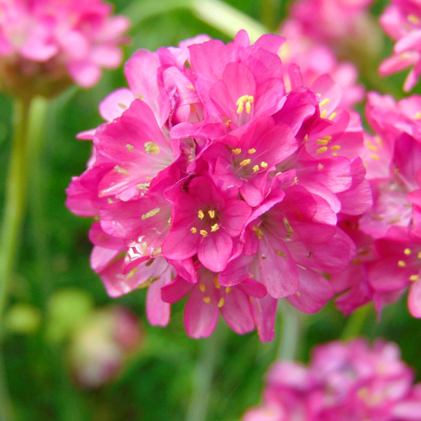 Gazon d'Espagne - Armeria maritima Düsseldorfer Stolz (Floraison)