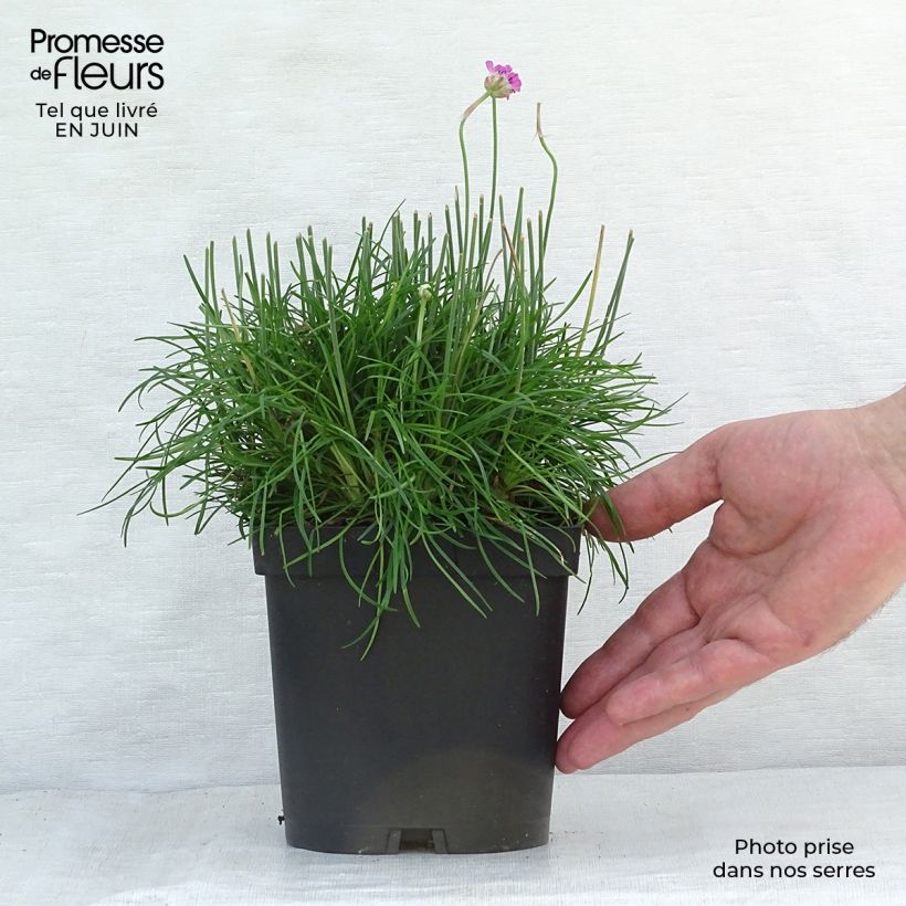 Spécimen de Gazon d'Espagne - Armeria maritima Düsseldorfer Stolz Pot de 2L/3L tel que livré en été