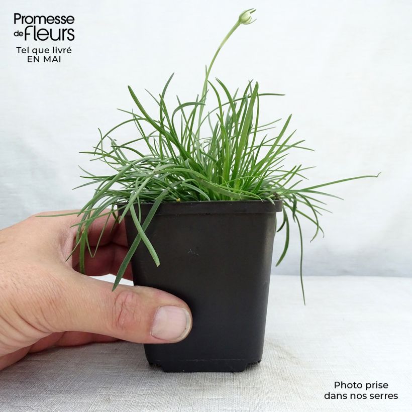 Spécimen de Gazon d'Espagne - Armeria maritima Splendens Godet de 9cm tel que livré au printemps