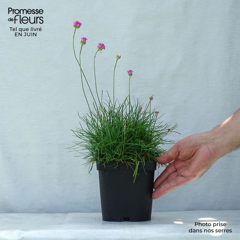 Example of Gazon d'Espagne - Armeria maritima Splendens as you get in ete