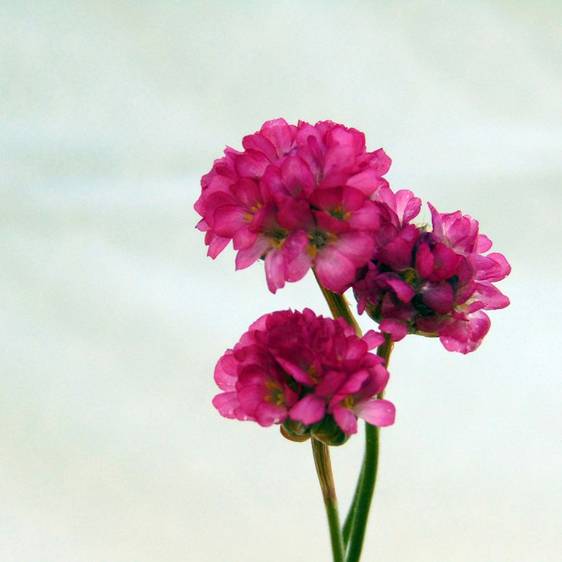 Gazon d'Espagne Vesuvius - Armeria maritima (Floraison)