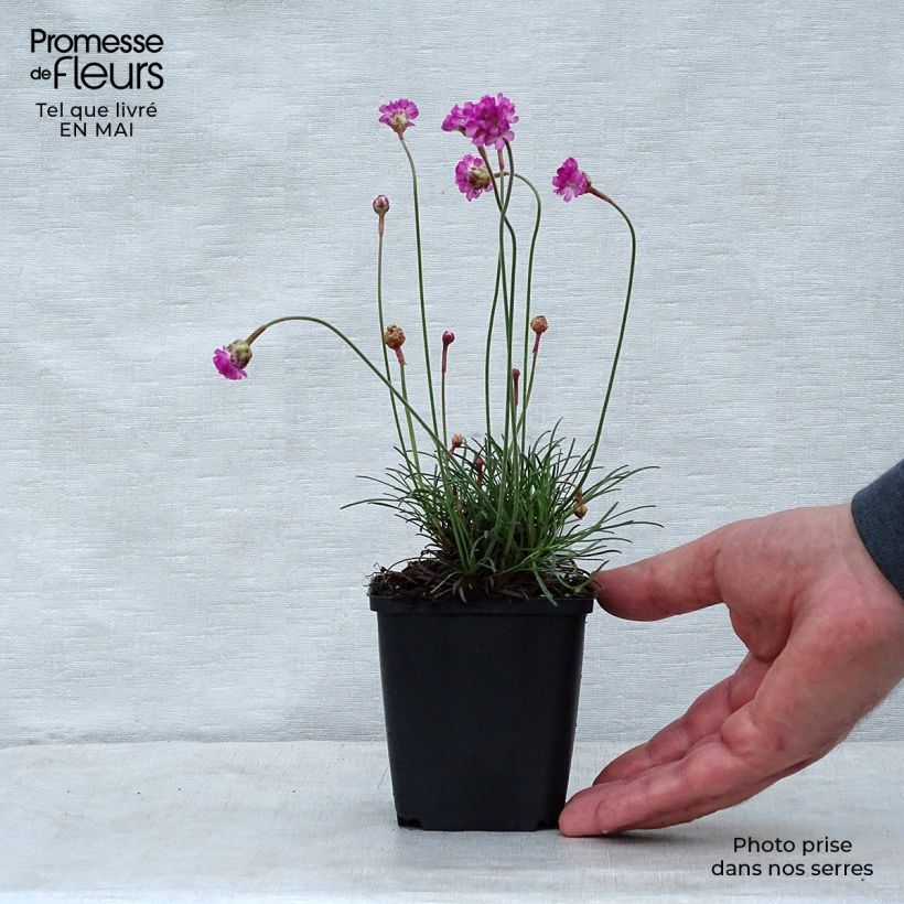 Spécimen de Gazon d'Espagne Vesuvius - Armeria maritima Godet de 9cm tel que livré au printemps