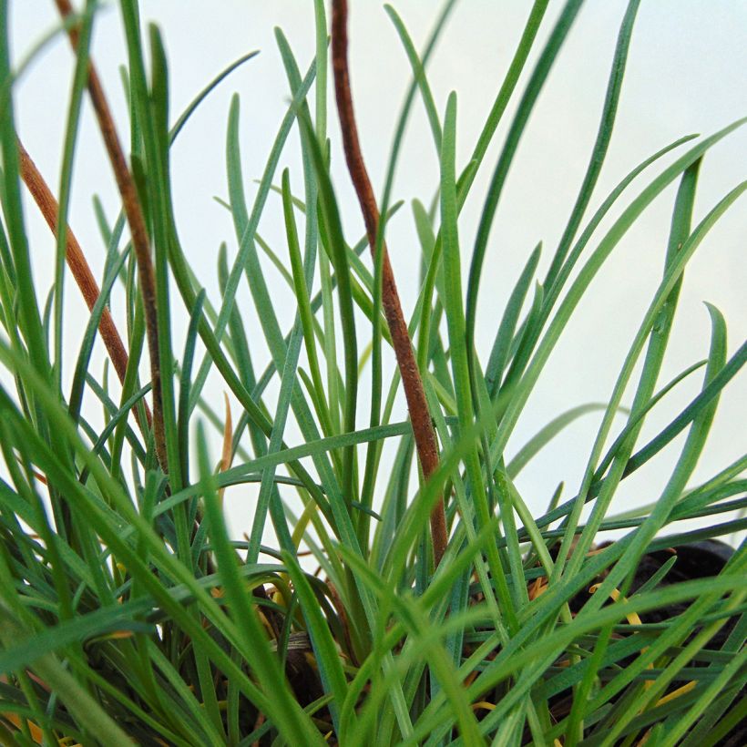 Gazon d'Espagne blanc, Armeria Maritima alba (Feuillage)