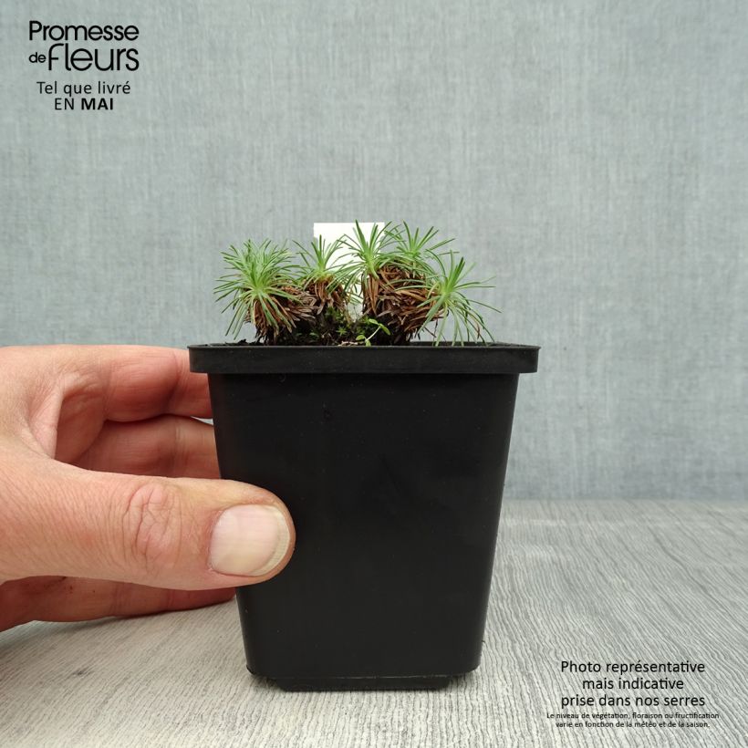 Spécimen de Gazon d'Espagne, Armeria juniperifolia, Armérie à feuilles de genévrier   Godet de 8/9 cm tel que livré au printemps