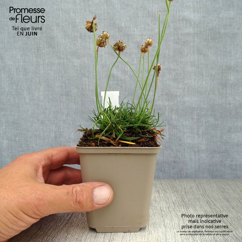 Spécimen de Gazon d'Espagne - Armeria maritima Düsseldorfer Stolz Godet de 8/9 cm tel que livré en été