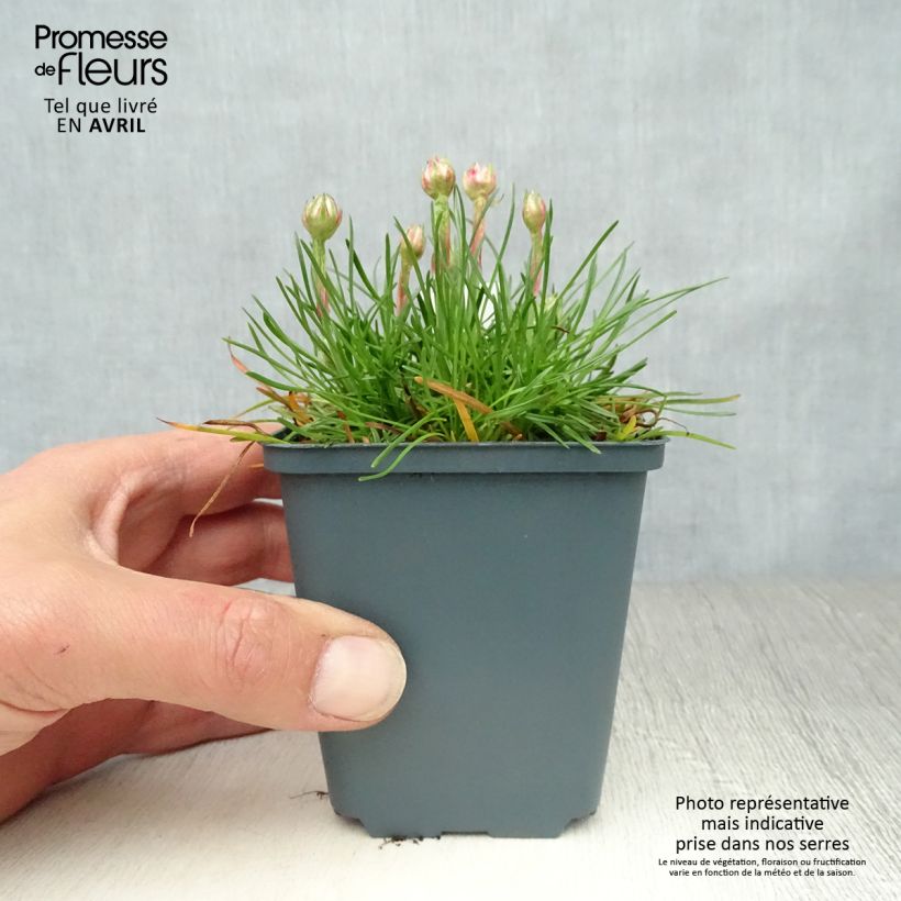 Spécimen de Gazon d'Espagne - Armeria maritima Düsseldorfer Stolz Godet de 9cm tel que livré au printemps