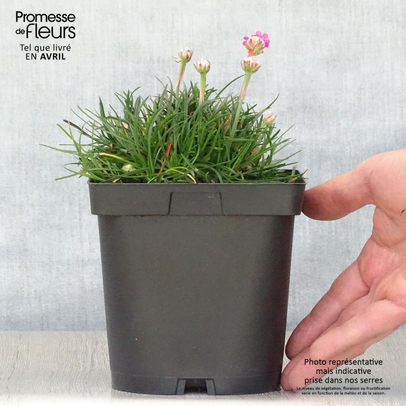 Spécimen de Gazon d'Espagne - Armeria maritima Düsseldorfer Stolz Pot de 2/3 L tel que livré au printemps