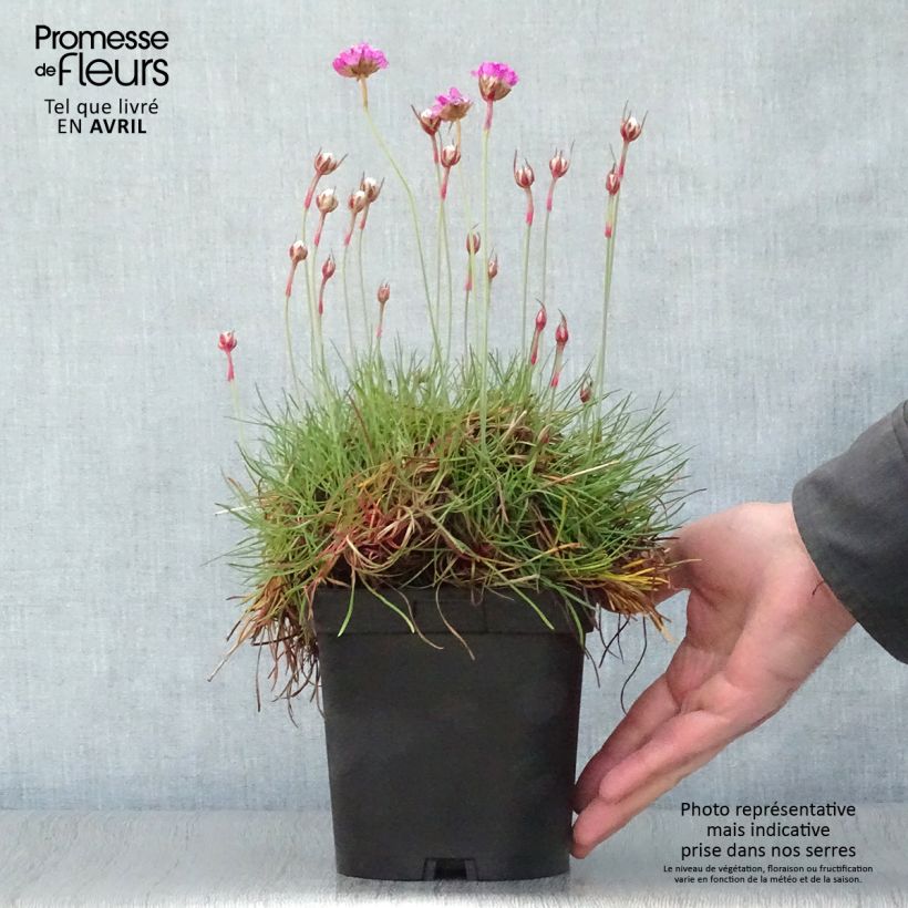 Spécimen de Gazon d'Espagne - Armeria maritima Splendens Pot de 2/3 L tel que livré au printemps