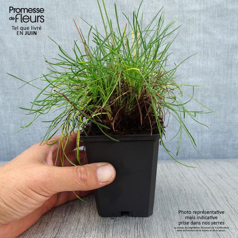 Spécimen de Gazon d'Espagne rose, Armeria Maritima Rosea Godet de 8/9 cm tel que livré en été