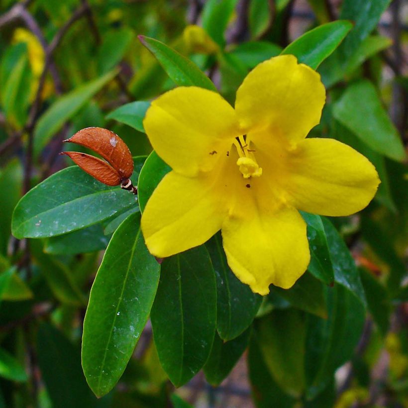 Jasmin de Virginie - Gelsemium sempervirens (Floraison)