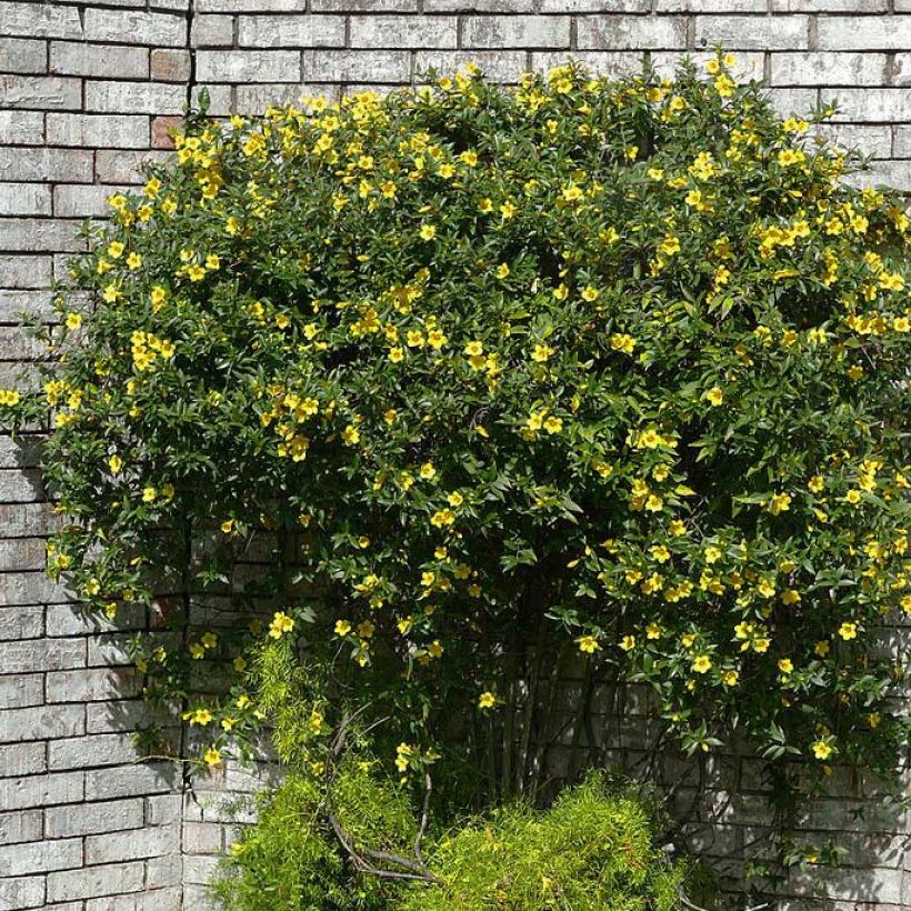 Jasmin de Virginie - Gelsemium sempervirens (Port)