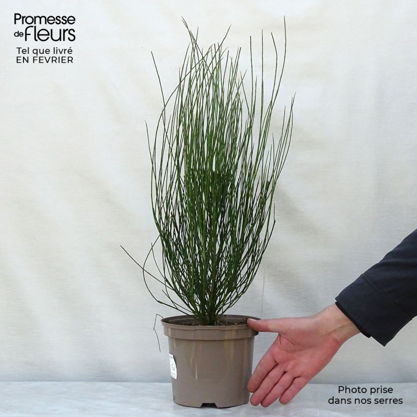 Spécimen de Genêt - Cytisus Hollandia tel que livré en hiver