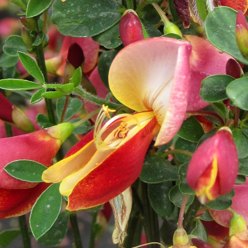 Genêt - Cytisus Maria Burkwood (Floraison)