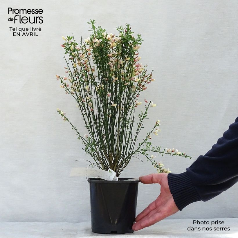 Spécimen de Cytisus procumbens Zeelandia - Genêt à balais Pot de 2L/3LHauteur livrée env. 50/60cm tel que livré au printemps