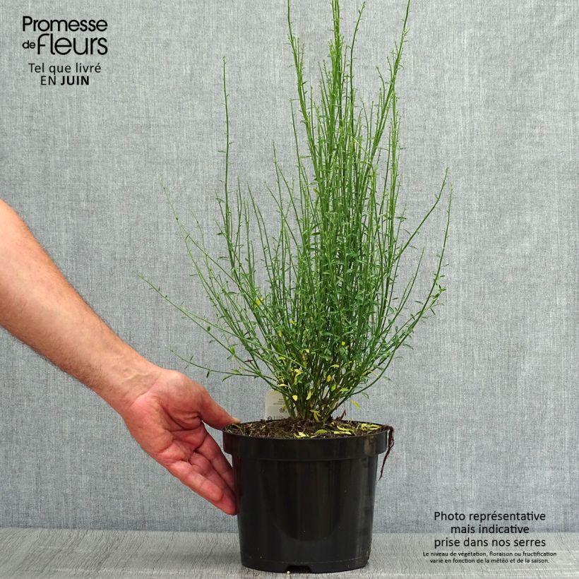 Spécimen de Cytisus procumbens Zeelandia - Genêt à balais Pot de 2L/3L tel que livré en été
